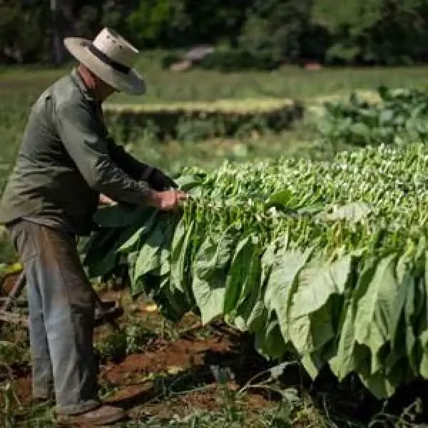 Những Vùng Đất Huyền Thoại Trồng Xì Gà Cuba - Kiến Thức Xì Gà