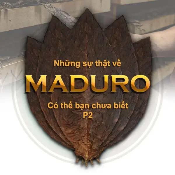 Điều Kì Diệu Ẩn Sau Trong Lá Xì Gà Maduro Phần 2