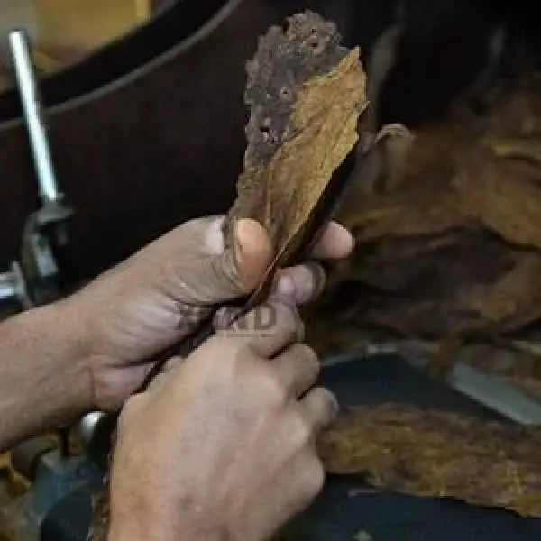 Chuyến Tham Quan Nhà Máy Tabacalera De Garcia Tại La Romana, Cộng Hòa Dominica