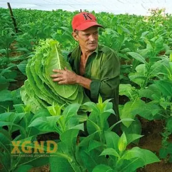Những Vùng Trồng Xì Gà Nổi Tiếng ở Cuba - Kiến Thức Chơi Xì Gà