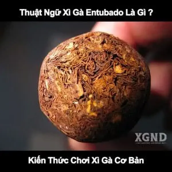 Thuật Ngữ Xì Gà Entubado Là Gì ? Kiến Thức Chơi Xì Gà Cơ Bản
