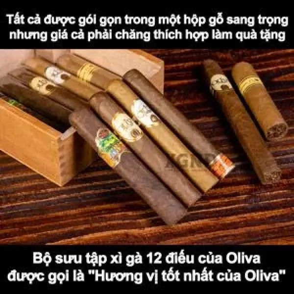 Bộ Sưu Tập Xì Gà Oliva 12 Điếu - Trải Nghiệm Xì Gà Đẳng Cấp Của Oliva