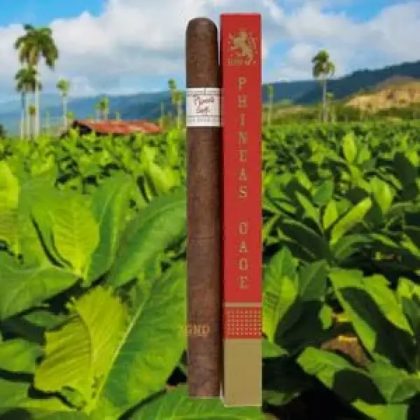 Đánh Giá Xì Gà Liga Privada H99 Connecticut Corojo Phineas Gage