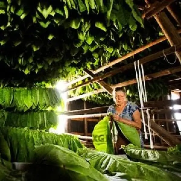 Mùa Vụ Nhỏ Nhất Trong Lịch Sử Tại Vùng Pinar Del Río Crop Của Cuba