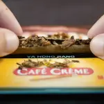 Cigar Mini Café Crème - Xì gà Mini Hà Lan Chính hãng