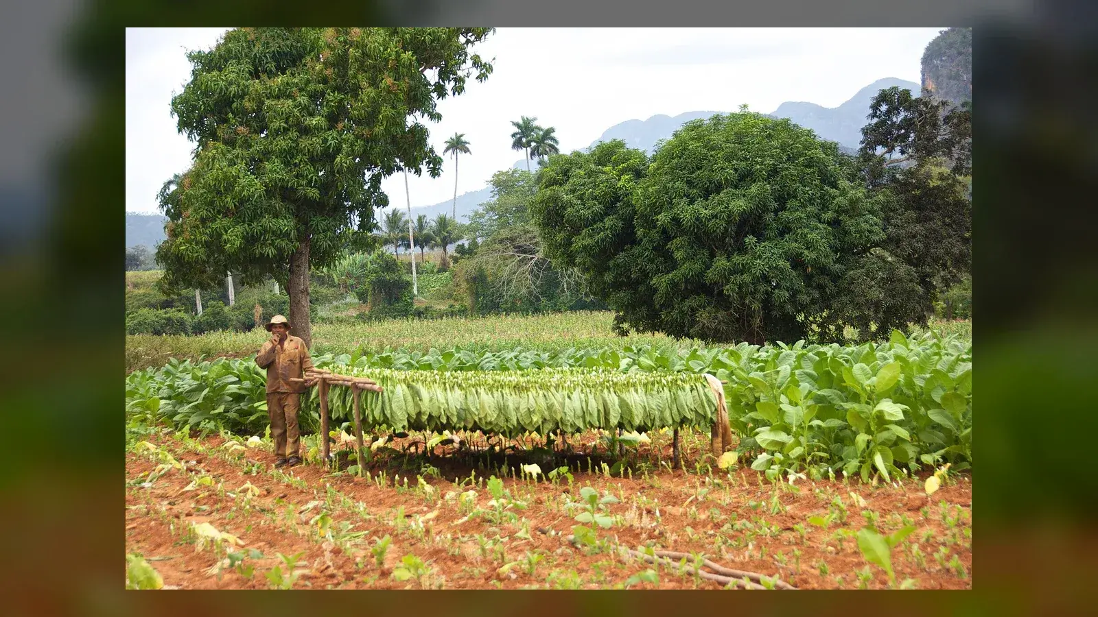 Người nông dân thu hoạch và treo lá thuốc tại thung lũng Viñales, Cuba