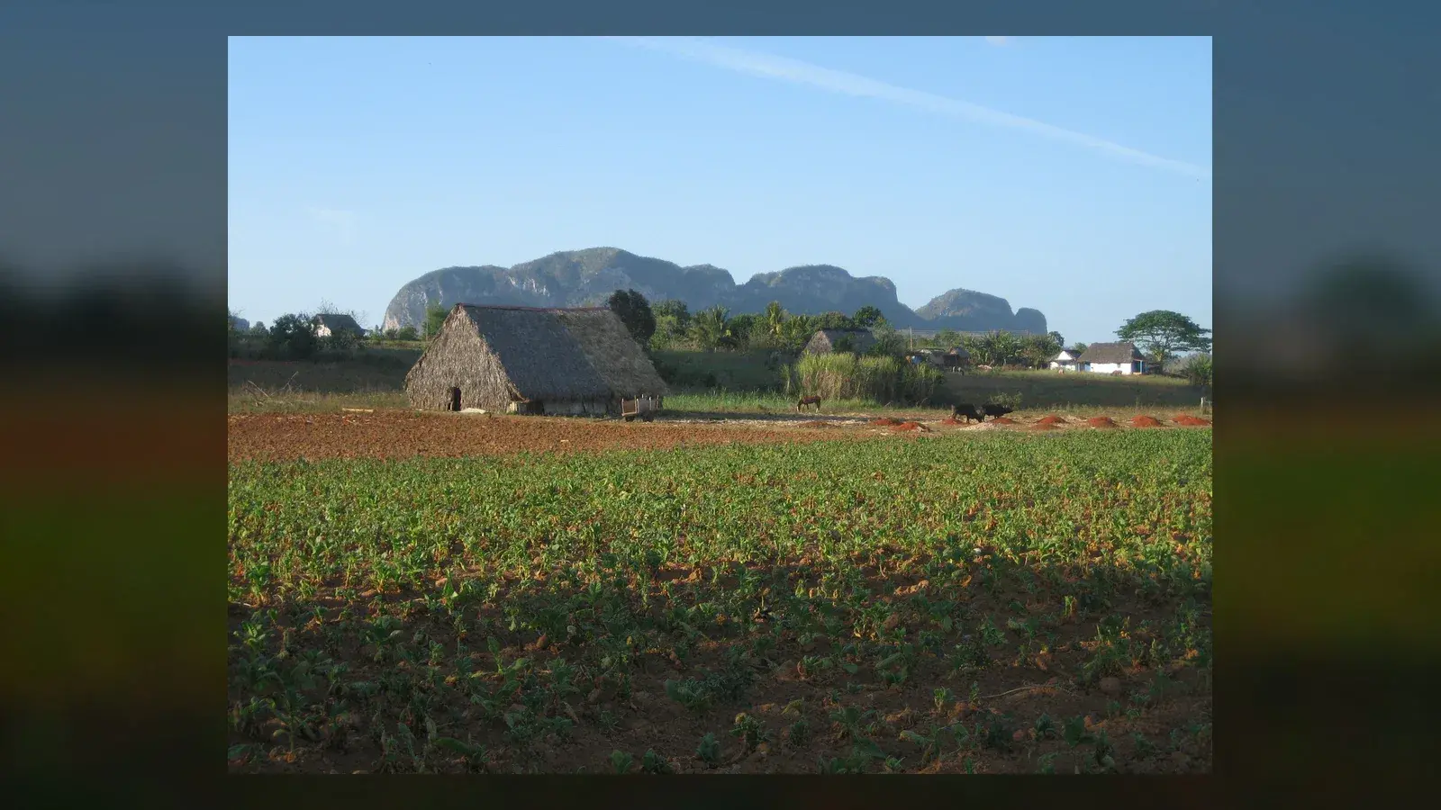 Cánh đồng thuốc lá và nhà hong lá tại thung lũng Viñales, Cuba