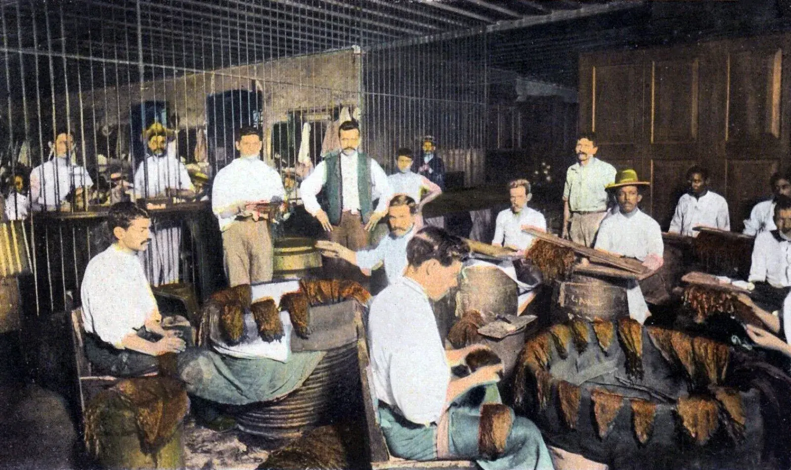 Tư liệu lịch sử người thợ phân loại và xếp hạng lá thuốc lá tại Cuba