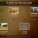 Một điếu cigar mất bao lâu để hoàn thành? Hành trình từ lá đến nghệ thuật