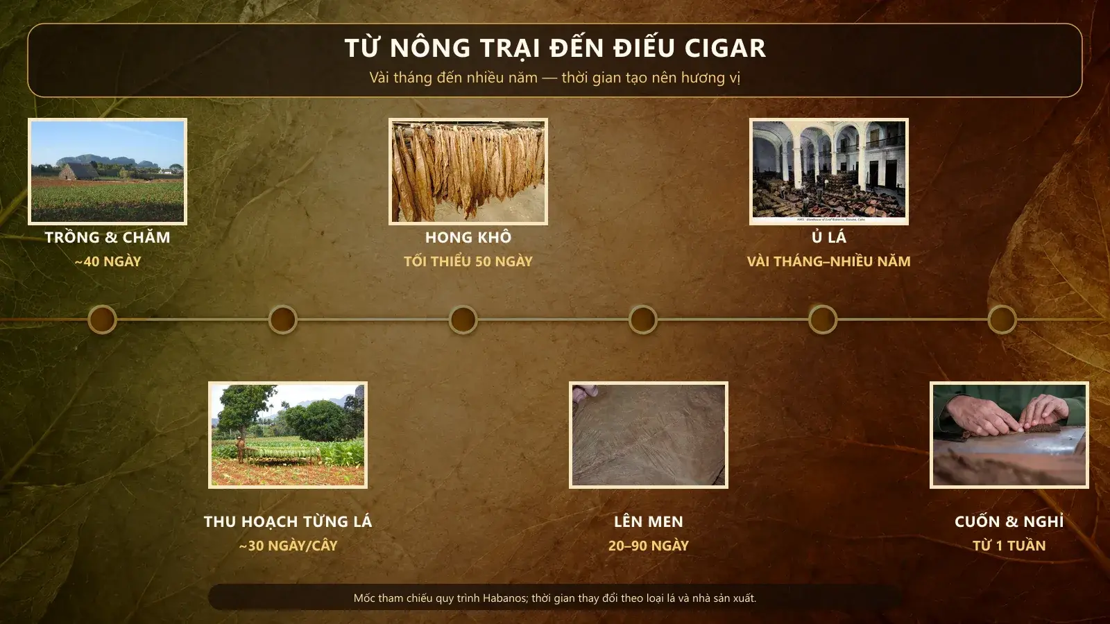 Timeline từ nông trại đến điếu cigar: trồng, thu hoạch, hong khô, lên men, ủ lá, cuốn và nghỉ