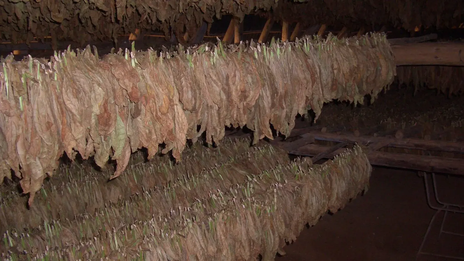 Lá thuốc cigar được treo hong khô tự nhiên trong nhà hong tại Pinar del Río, Cuba