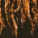 Fire-Cured Là Gì? Quy Trình Xông Khói Lá Kentucky Làm Nên Cigar Toscano