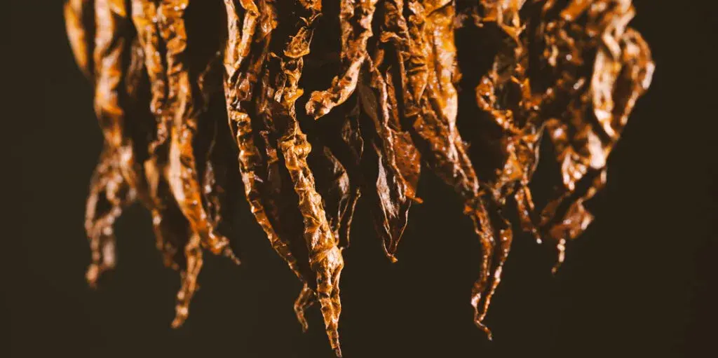 Lá Kentucky Toscano sau công đoạn xông khói fire-cured