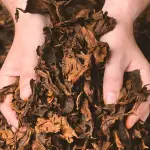 Cigar Toscano: Câu Chuyện 200 Năm Của Lửa, Nước Và Đôi Tay Người Ý