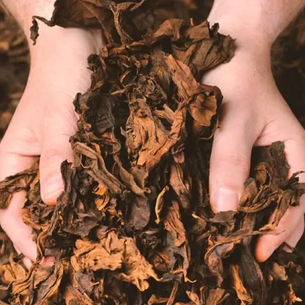 Cigar Toscano: Câu Chuyện 200 Năm Của Lửa, Nước Và Đôi Tay Người Ý
