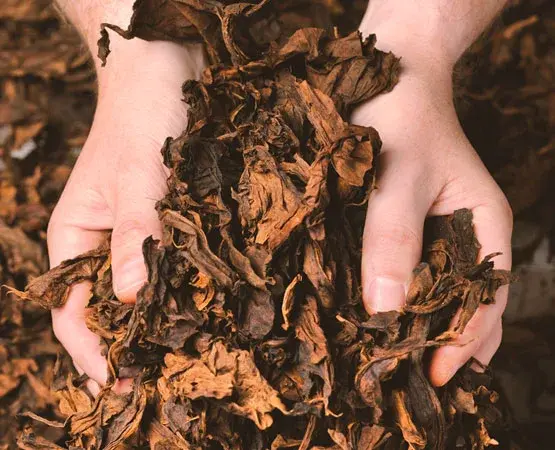 Lá Kentucky Toscano sau xử lý trong đôi tay người thợ