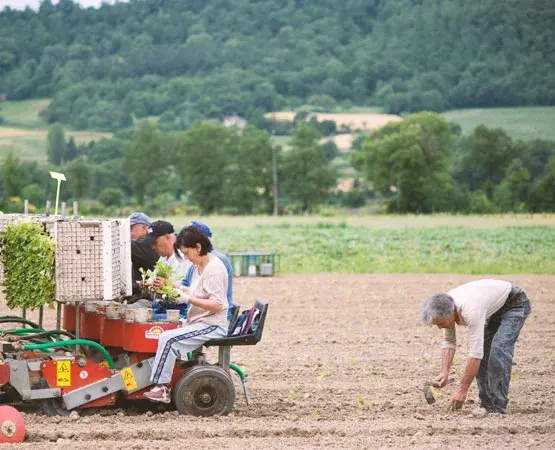 Người trồng thuốc lá Kentucky trong vùng nguyên liệu Toscano
