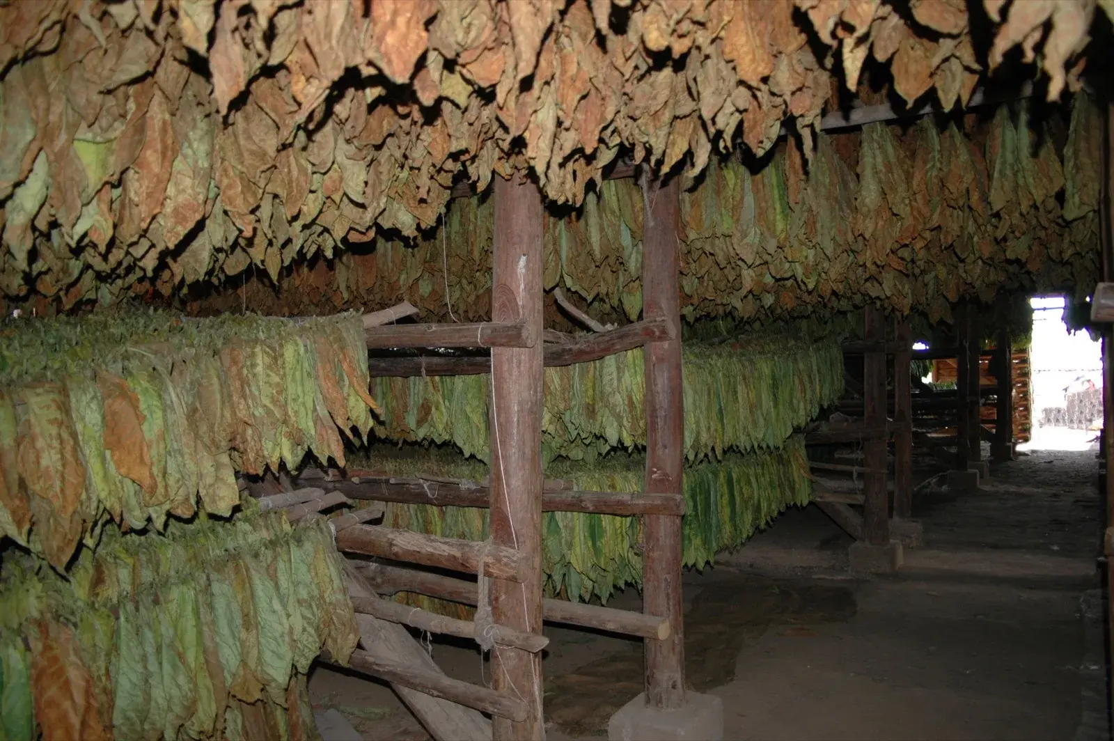 Lá thuốc lá được treo curing trong nhà phơi tại Pinar del Río, Cuba