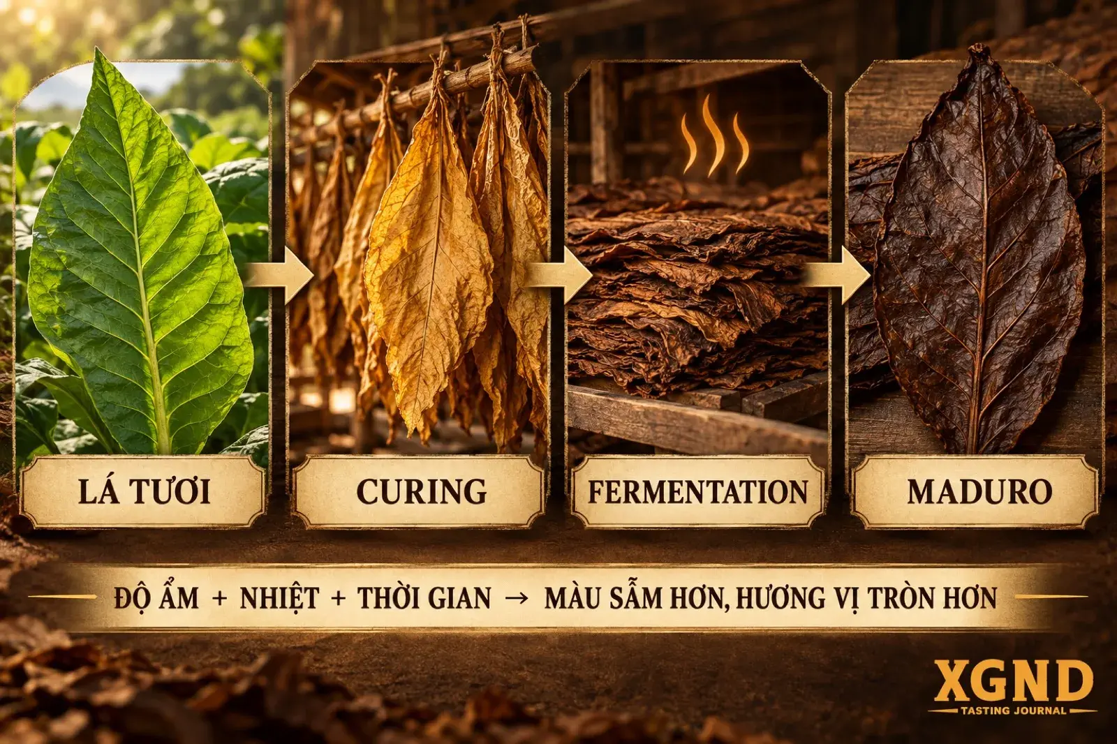 Infographic bốn giai đoạn từ lá tươi qua curing và fermentation đến lá Maduro