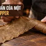 Lá Wrapper Cigar Vì Sao Đắt? Cách Trồng, Chọn Và Định Giá