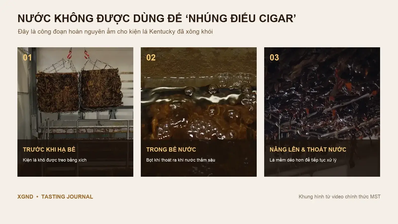 Infographic ba bước hoàn nguyên ẩm lá Kentucky Toscano từ video thật MST