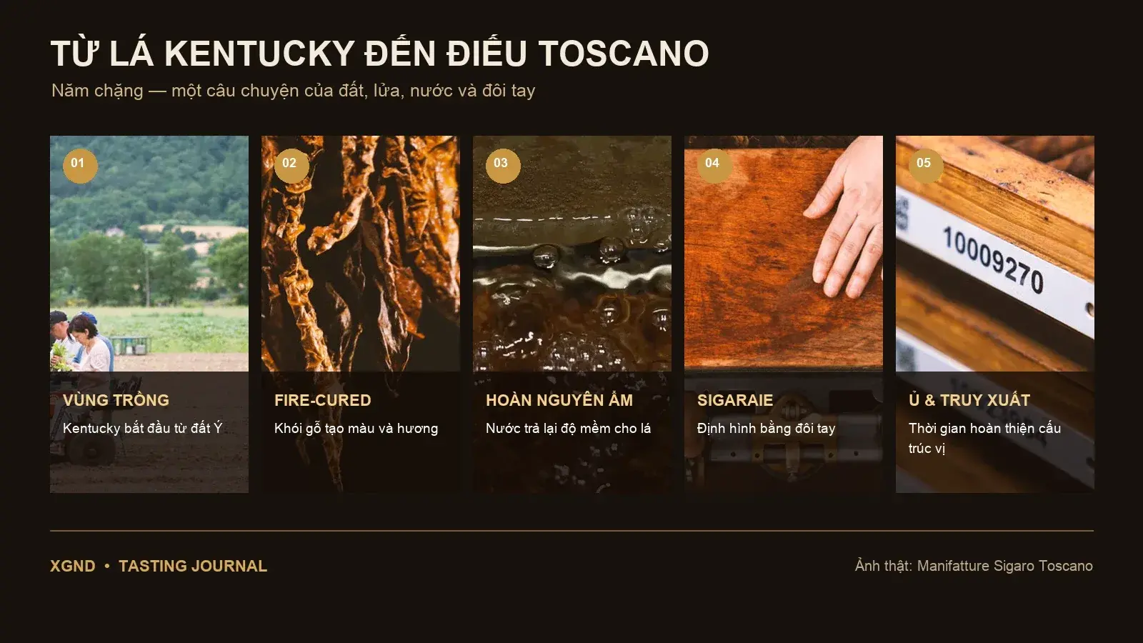 Infographic năm chặng làm nên cigar Toscano từ ảnh thật MST