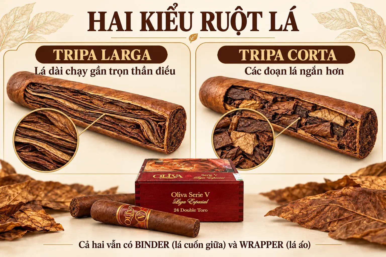 Infographic so sánh tripa larga và tripa corta, đồng thời ghi rõ binder là lá cuốn giữa và wrapper là lá áo