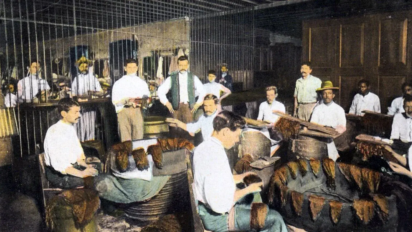 Công đoạn kiểm tra và tuyển chọn lá wrapper cigar tại Havana đầu thế kỷ 20