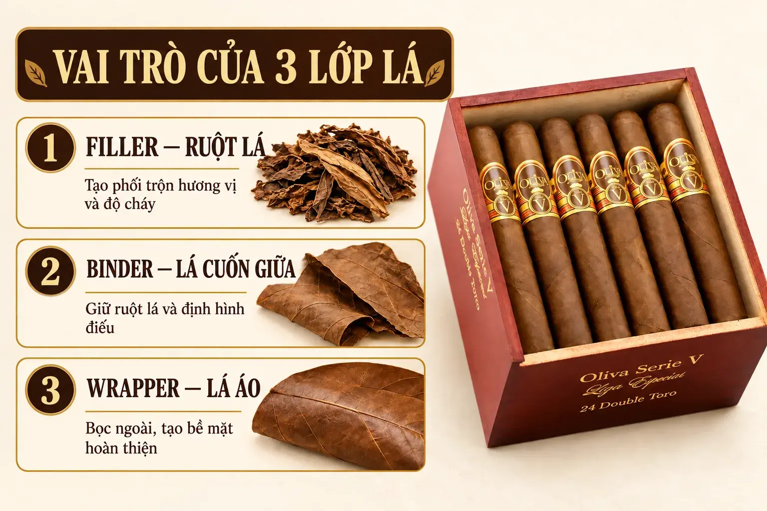 Ảnh hộp Oliva thật kết hợp infographic giải thích vai trò của filler ruột lá, binder lá cuốn giữa và wrapper lá áo