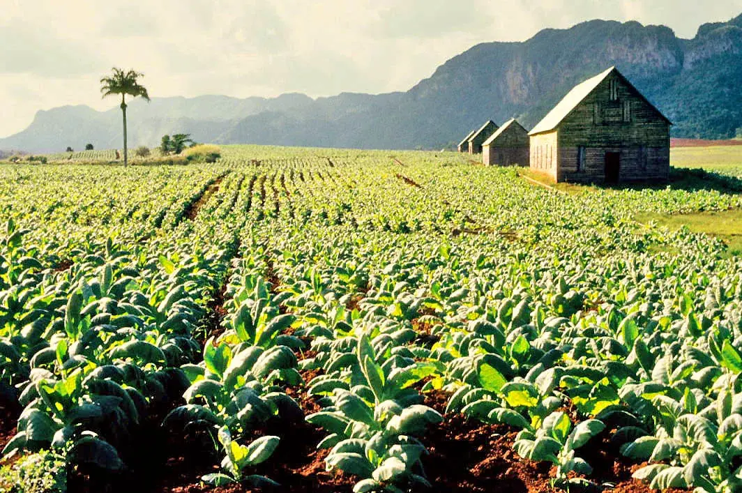 Cánh đồng thuốc lá và các nhà sấy truyền thống tại Viñales, tỉnh Pinar del Río, Cuba
