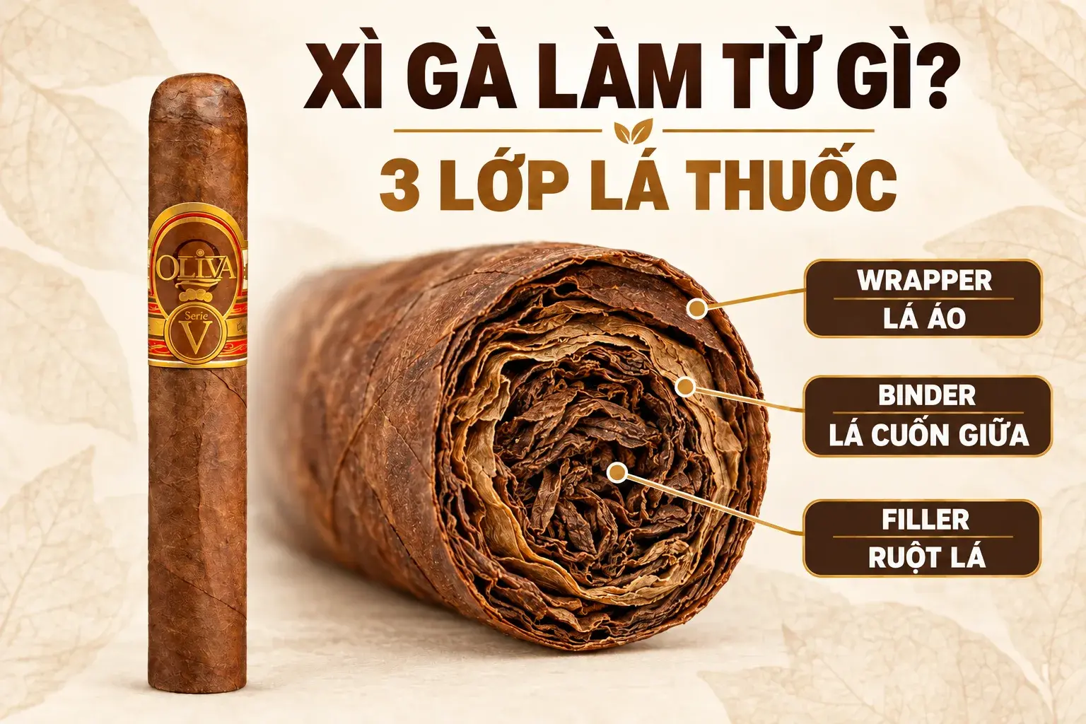 Infographic mặt cắt cigar từ ảnh Oliva thật với nhãn song ngữ wrapper lá áo, binder lá cuốn giữa và filler ruột lá
